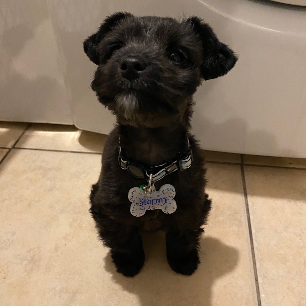Custom dog tags